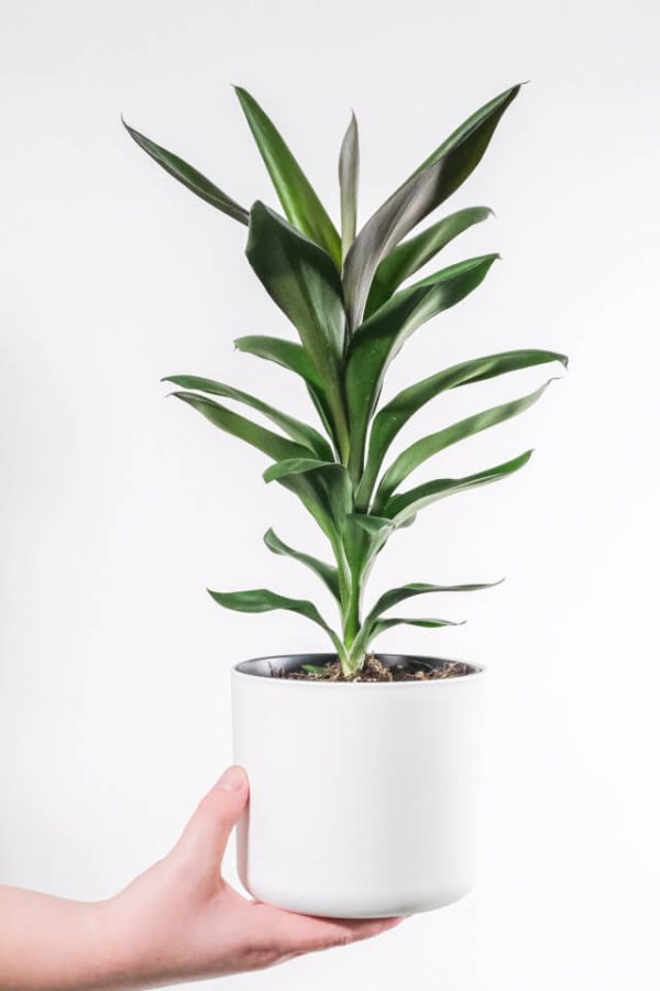 Dracaena Lisa：圖片 2